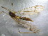  ( - bf-dip-00235)  @11 [ ] CreativeCommons - Attribution Share-Alike (2017) Olsen, K.M. BioFokus