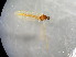  ( - bf-dip-00238)  @11 [ ] CreativeCommons - Attribution Share-Alike (2017) Olsen, K.M. BioFokus