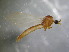  ( - bf-dip-00241)  @11 [ ] CreativeCommons - Attribution Share-Alike (2017) Olsen, K.M. BioFokus