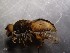  (Anasimyia cf. lunulata - bf-dip-00338)  @11 [ ] CreativeCommons - Attribution Non-Commercial Share-Alike (2019) Kjell Magne Olsen BioFokus