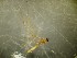  (Dicranomyia cf. rufiventris - bf-dip-00799)  @11 [ ] CreativeCommons - Attribution Non-Commercial Share-Alike (2019) Kjell Magne Olsen BioFokus
