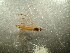  (Dicranomyia cf. stigmatica - bf-dip-00800)  @11 [ ] CreativeCommons - Attribution Non-Commercial Share-Alike (2019) Kjell Magne Olsen BioFokus