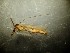  (Dicranomyia cf. intricata - bf-dip-00802)  @11 [ ] CreativeCommons - Attribution Non-Commercial Share-Alike (2019) Kjell Magne Olsen BioFokus