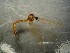  (Dicranomyia cf. ponojensis - bf-dip-00803)  @11 [ ] CreativeCommons - Attribution Non-Commercial Share-Alike (2019) Kjell Magne Olsen BioFokus