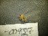  (Dicranomyia radegasti - bf-dip-00957)  @11 [ ] CreativeCommons - Attribution Non-Commercial Share-Alike (2019) Kjell Magne Olsen BioFokus