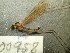  (Dicranomyia schineriana - bf-dip-00958)  @11 [ ] CreativeCommons - Attribution Non-Commercial Share-Alike (2019) Kjell Magne Olsen BioFokus