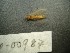  (Molophilus lackschewitzianus - bf-dip-00987)  @11 [ ] CreativeCommons - Attribution Non-Commercial Share-Alike (2019) Kjell Magne Olsen BioFokus