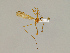  (Phylidorea lutea - CMNH12176)  @11 [ ] CreativeCommons - Attribution Non-Commercial No Derivatives (2011) Chen Young Carnegie Museum