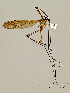  ( - CMNH326283)  @13 [ ] CreativeCommons - Attribution Non-Commercial No Derivatives (2011) Chen Young Carnegie Museum