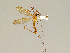  ( - CMNH43635)  @13 [ ] CreativeCommons - Attribution Non-Commercial No Derivatives (2011) Chen Young Carnegie Museum