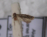  ( - CLV5114)  @11 [ ] Copyright (2012) Olivier Bouteleux Institut National de la Recherche Agronomique, Forestry Zoology