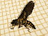  ( - CLV5134)  @12 [ ] Copyright (2012) Olivier Bouteleux Institut National de la Recherche Agronomique, Forestry Zoology