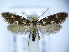  (Nemapogon wolffiella - TJ0029)  @14 [ ] CreativeCommons - Attribution Non-Commercial Share-Alike (2015) Tomasz Jaworski private