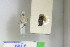  ( - STG202)  @11 [ ] Copyright (2015) Jurij Rekelj Research collection of Jurij Rekelj