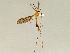  ( - CMNH543706)  @11 [ ] CreativeCommons - Attribution Non-Commercial Share-Alike (2010) Unspecified Carnegie Museum of Natural History