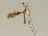  ( - CMNH543679)  @13 [ ] CreativeCommons - Attribution Non-Commercial Share-Alike (2010) Unspecified Carnegie Museum of Natural History