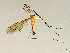  ( - CMNH543836)  @13 [ ] CreativeCommons - Attribution Non-Commercial Share-Alike (2010) Unspecified Carnegie Museum of Natural History
