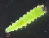  ( - RMNH.INS.29037)  @11 [ ] CreativeCommons - Attribution Non-Commercial Share-Alike (2016) Erik J. van Nieukerken-Nauturalis Unspecified