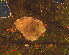  ( - RMNH.INS.31373)  @11 [ ] CreativeCommons  Attribution Non-Commercial Share-Alike (2020) Erik J. van Nieukerken-Naturalis Naturalis Biodiversity Center