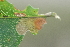  ( - RMNH.INS.31435)  @11 [ ] CreativeCommons  Attribution Non-Commercial Share-Alike (2020) Erik J. van Nieukerken-Naturalis Naturalis Biodiversity Center