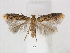  (Astrotischeria astericola - RMNH.INS.24708)  @14 [ ] CreativeCommons - Attribution Non-Commercial Share-Alike (2015) Unspecified Naturalis Biodiversity Centre
