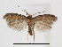  (Astrotischeria SolidagoMississippi - RMNH.INS.24709)  @14 [ ] CreativeCommons - Attribution Non-Commercial Share-Alike (2015) Unspecified Naturalis Biodiversity Centre