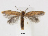  (Astrotischeria ArnicaOregon - RMNH.INS.24710)  @13 [ ] CreativeCommons - Attribution Non-Commercial Share-Alike (2015) Unspecified Naturalis Biodiversity Centre