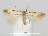  (Coptotriche purinosella - RMNH.INS.24712)  @14 [ ] CreativeCommons - Attribution Non-Commercial Share-Alike (2015) Unspecified Naturalis Biodiversity Centre