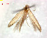  (Tischeria ptarmica - RMNH.INS.23979)  @13 [ ] Unspecified (default): All Rights Reserved  Unspecified Unspecified