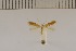  (Coptotriche arizonica - DLW20002)  @11 [ ] Unspecified (default): All Rights Reserved  Unspecified Unspecified