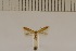  (Coptotriche discreta - DLW20011)  @13 [ ] Unspecified (default): All Rights Reserved  Unspecified Unspecified