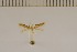  (Coptotriche nr. discreta - DLW20016)  @11 [ ] Unspecified (default): All Rights Reserved  Unspecified Unspecified