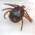 ( - NMNH-2023-034-A01)  @11 [ ] CreativeCommons - Attribution Share-Alike (2023) Unspecified Walter Reed Biosystematics Unit
