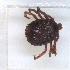  ( - NMNH-2023-034-D07)  @11 [ ] CreativeCommons - Attribution Non-Commercial Share-Alike (2023) Electra Chadd Smithsonian Institution National Museum of Natural History