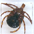  (Amblyomma cohaerens - NMNH-2023-034-D08)  @11 [ ] CreativeCommons - Attribution Non-Commercial Share-Alike (2023) Electra Chadd Smithsonian Institution National Museum of Natural History