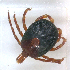  ( - NMNH-2023-034-G11)  @11 [ ] CreativeCommons - Attribution Non-Commercial Share-Alike (2023) Electra Chadd Smithsonian Institution National Museum of Natural History