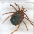  ( - NMNH-2023-035-A01)  @11 [ ] CreativeCommons - Attribution Non-Commercial Share-Alike (2024) Electra Chadd Smithsonian Institution National Museum of Natural History