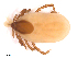  (Ixodes arvicolae - BIOUG01781-C03)  @11 [ ] CreativeCommons - Attribution (2011) CBG Photography Group Centre for Biodiversity Genomics