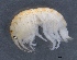  (Obesogammarus - SPCB-PO001)  @11 [ ] CreativeCommons - Attribution (2017) Alex Borisenko Centre for Biodiversity Genomics