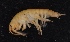  ( - SPCB-ET002)  @11 [ ] CreativeCommons - Attribution (2017) Alex Borisenko Centre for Biodiversity Genomics
