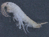  ( - SPCB-ET004)  @11 [ ] CreativeCommons - Attribution (2017) Alex Borisenko Centre for Biodiversity Genomics