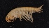  ( - SPCB-ET003)  @11 [ ] CreativeCommons - Attribution (2017) Alex Borisenko Centre for Biodiversity Genomics