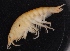  ( - SPCB-PR002)  @11 [ ] CreativeCommons - Attribution (2017) Alex Borisenko Centre for Biodiversity Genomics