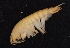  ( - SPCB-PR004)  @11 [ ] CreativeCommons - Attribution (2017) Alex Borisenko Centre for Biodiversity Genomics