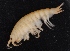  ( - SPCB-PR005)  @11 [ ] CreativeCommons - Attribution (2017) Alex Borisenko Centre for Biodiversity Genomics