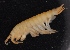  ( - SPCB-PR006)  @11 [ ] CreativeCommons - Attribution (2017) Alex Borisenko Centre for Biodiversity Genomics