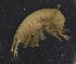  ( - SPCB-PR007)  @11 [ ] CreativeCommons - Attribution (2017) Alex Borisenko Centre for Biodiversity Genomics