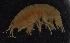  ( - SPCB-PR009)  @11 [ ] CreativeCommons - Attribution (2017) Alex Borisenko Centre for Biodiversity Genomics