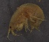  ( - SPCB-PR015)  @11 [ ] CreativeCommons - Attribution (2017) Alex Borisenko Centre for Biodiversity Genomics