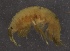  ( - SPCB-PR017)  @11 [ ] CreativeCommons - Attribution (2017) Alex Borisenko Centre for Biodiversity Genomics